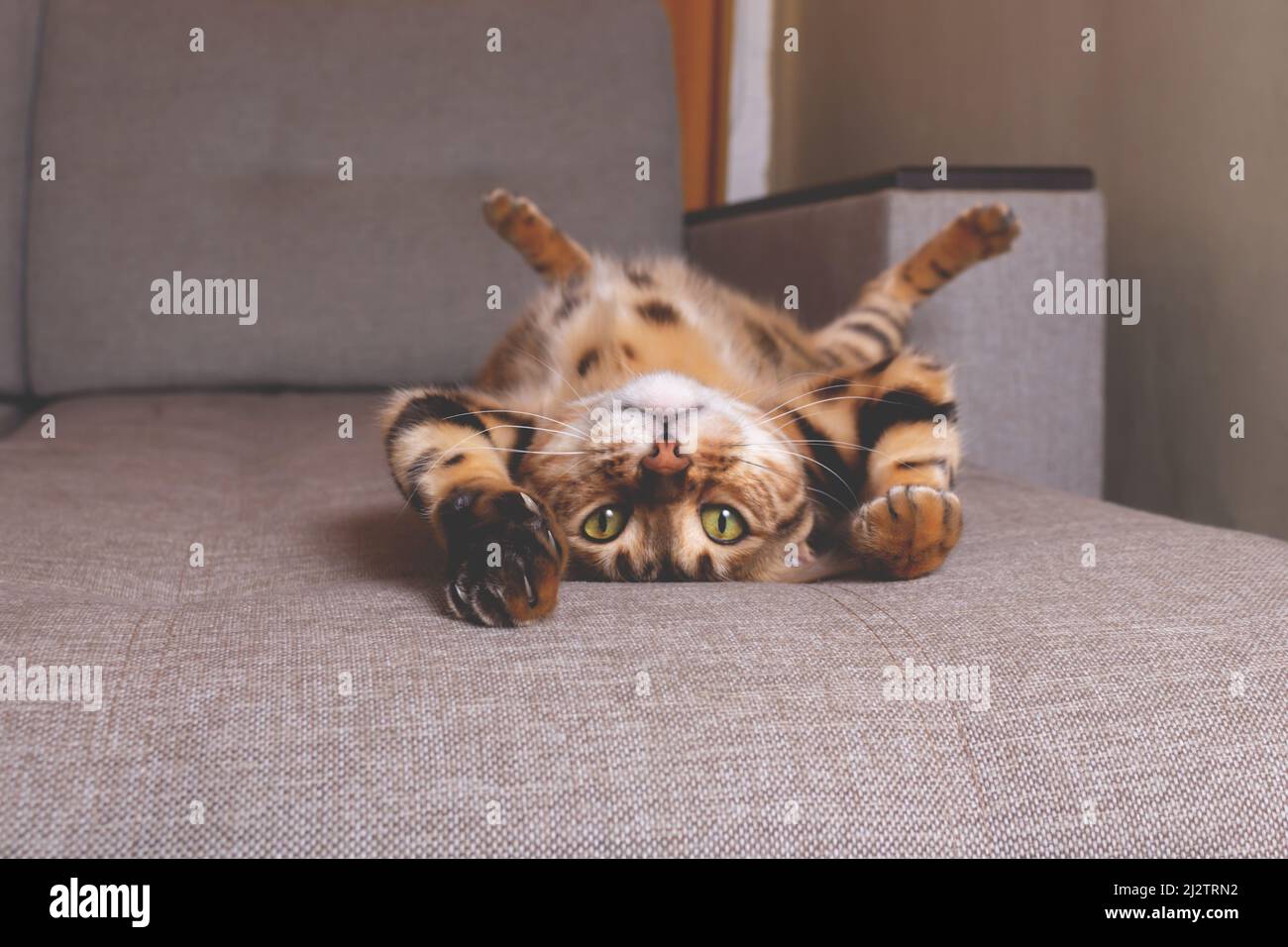 Bengal cat lying on sofa and smiling. Stock Photo