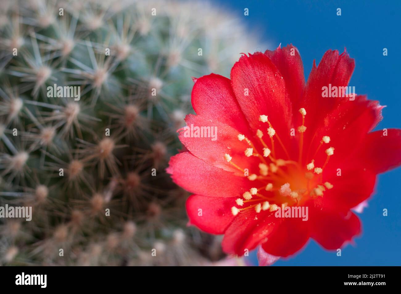 Rebutia minuscula cactus flower close up shot local focus Stock Photo