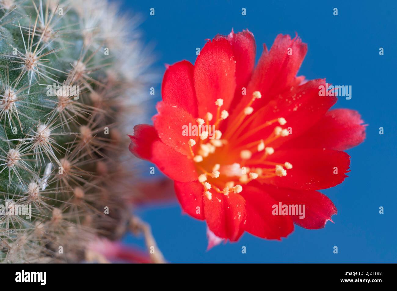 Rebutia minuscula cactus flower close up shot local focus Stock Photo