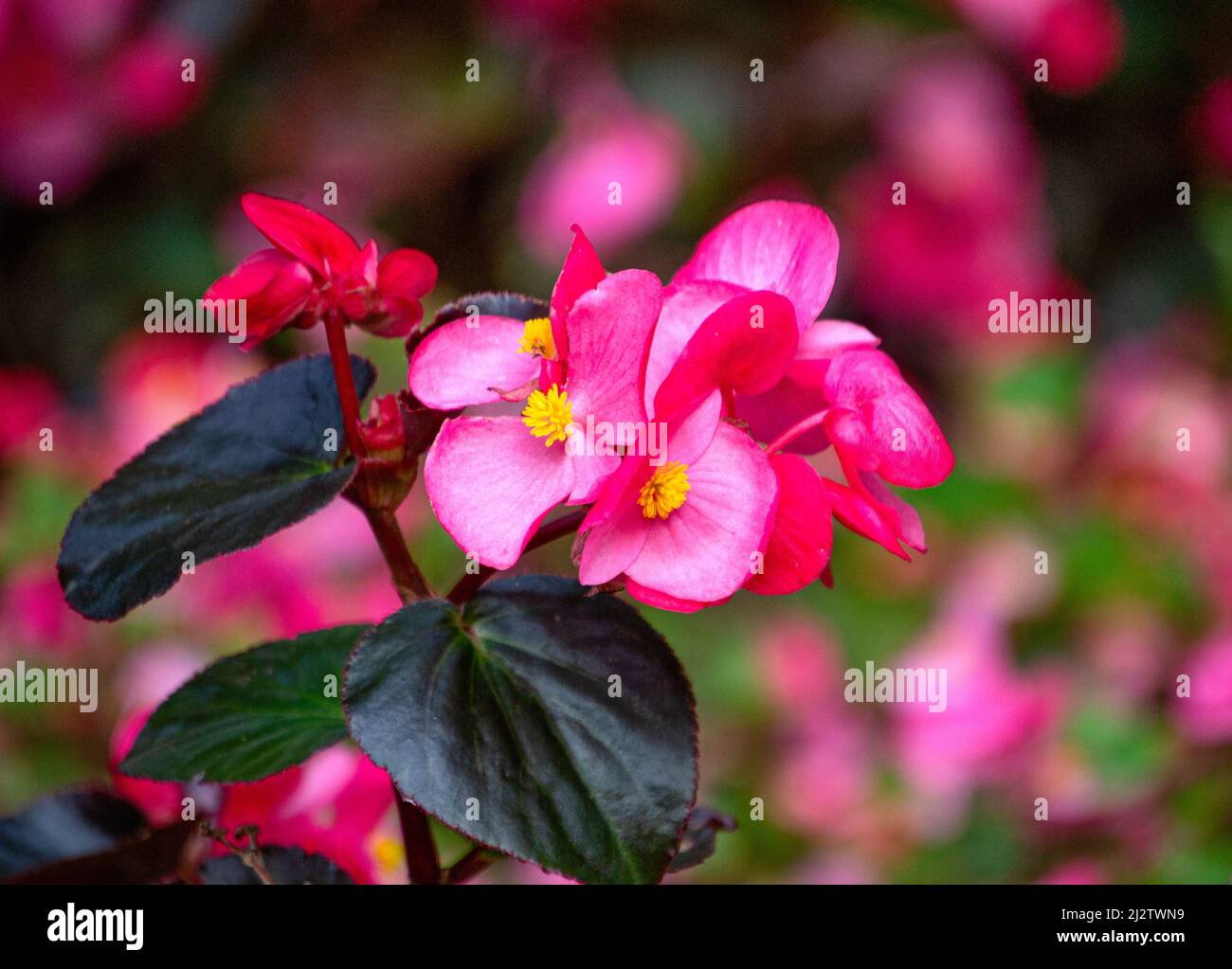 A flower bed of bright pink begonia flowers in the garden. Stock Photo