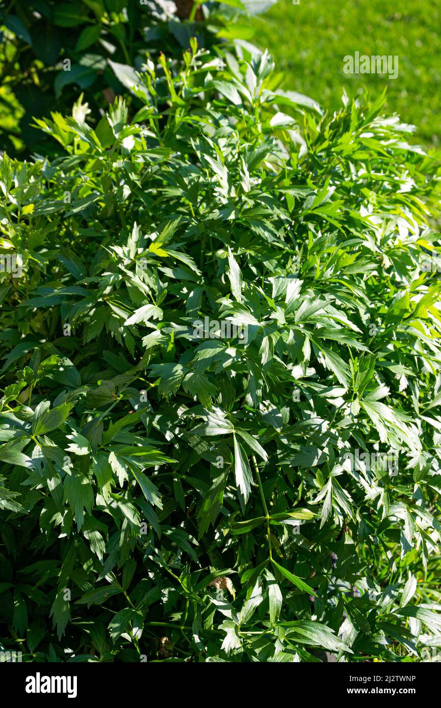 Large lovage bush with fragrant green leaves. Stock Photo