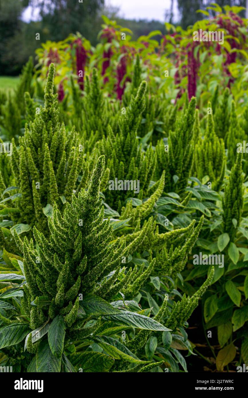 The green species of amaranth is grown as leafy vegetables, cereals and ornamental plants. Amaranth seeds are a rich source of proteins and amino Stock Photo