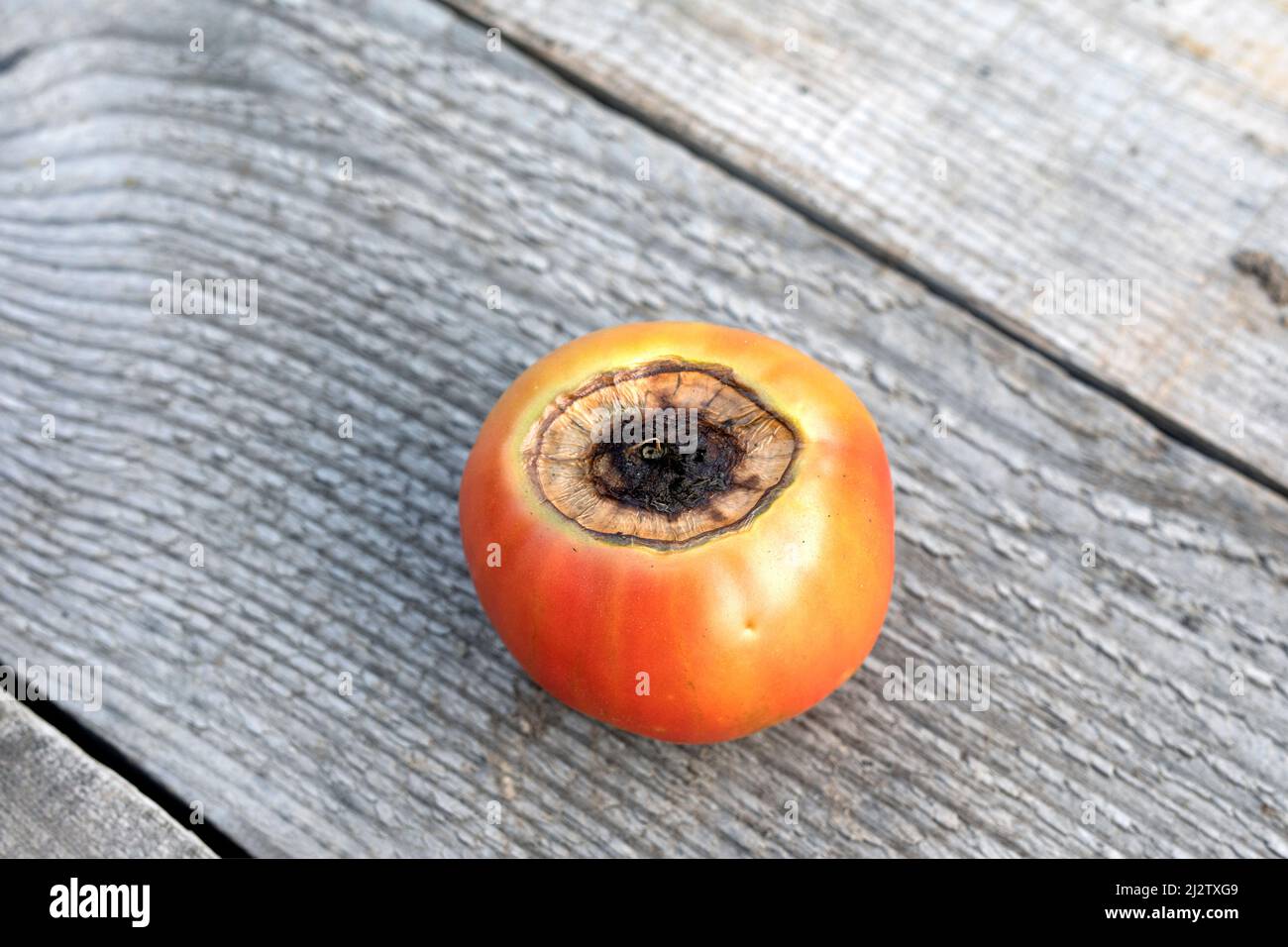 Sick tomato fruit affected by disease vertex rot on wooden background Stock Photo