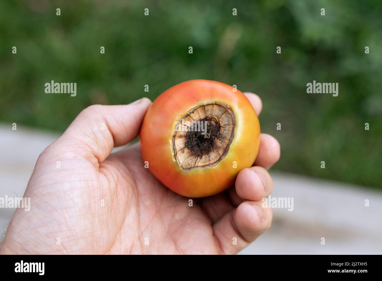 sick red tomato with spoiled top of brown rot in farmer hand Stock Photo