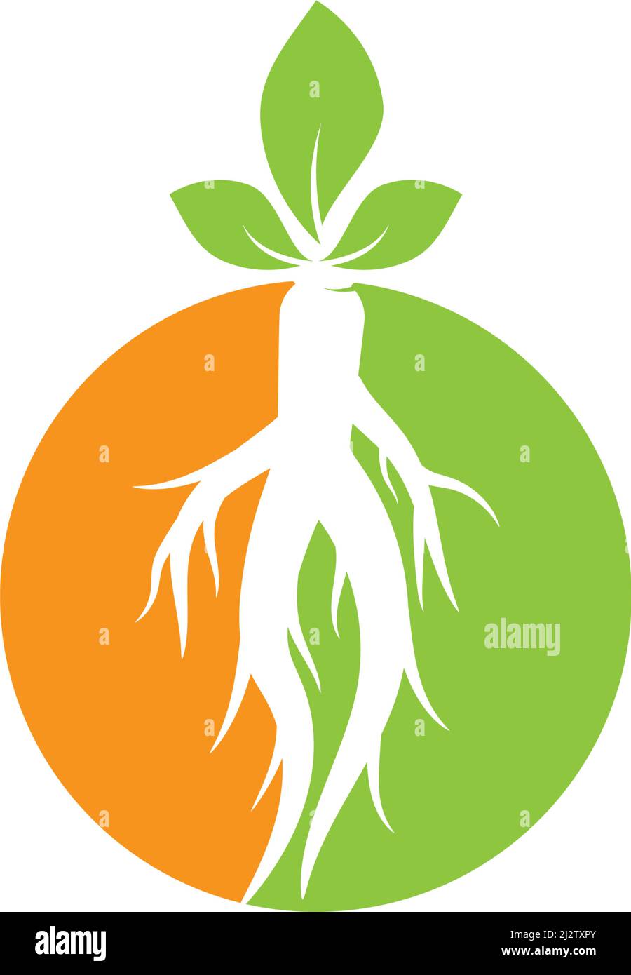 Ginseng logo illustration vector template Stock Vector