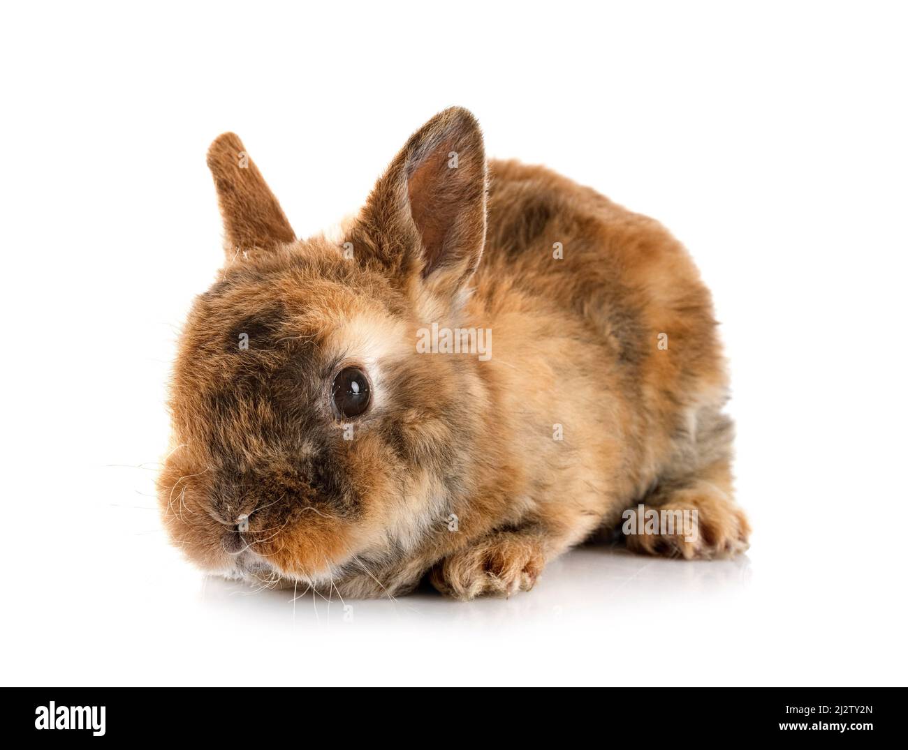Rex Rabbit No Background Rex rabbit in front of white background Stock Photo - Alamy