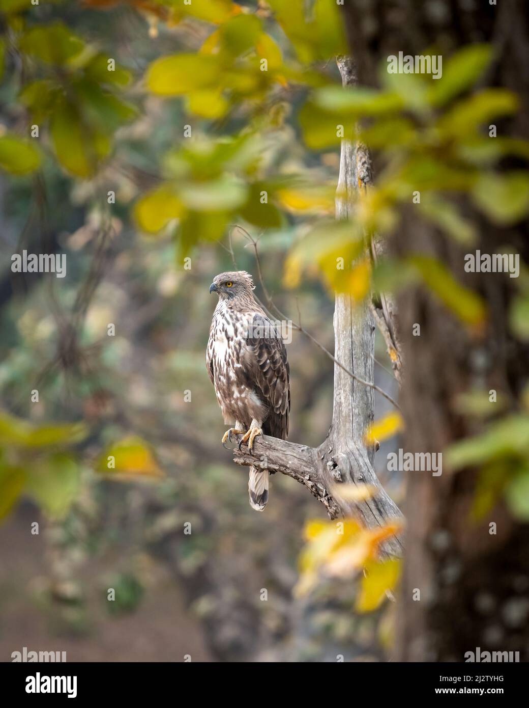 changeable or crested hawk eagle portrait with eye contact perched on tree in natural wood and leaves frame at bandhavgarh national park forest india Stock Photo