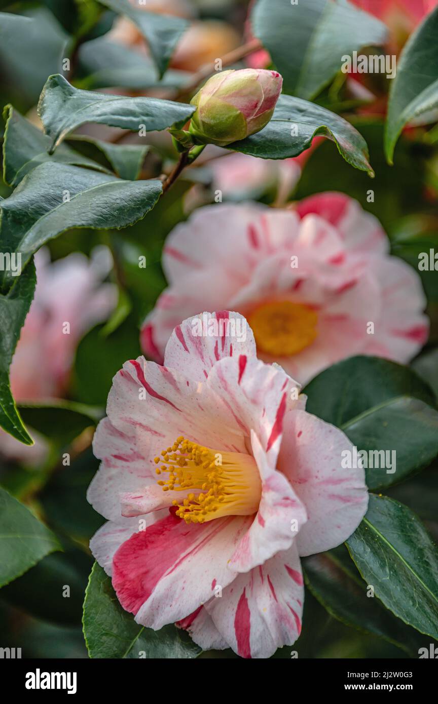 Closeup of Red White Camellia Japonica ,Tricolor‘ flowers at Landschloss Zuschendorf, Saxony, Germany Stock Photo
