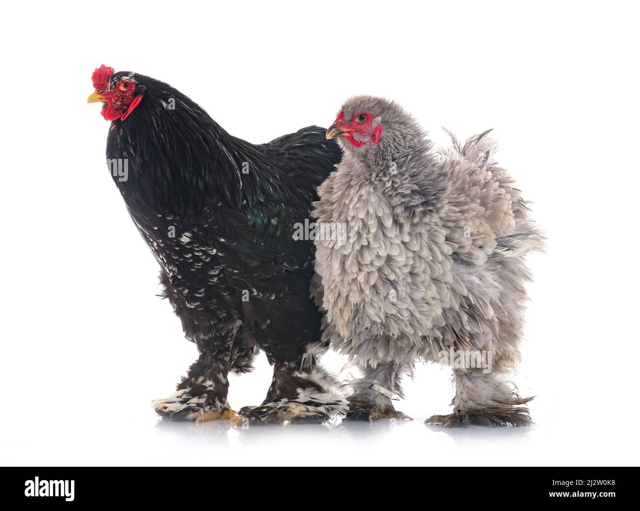 Grey brahma Cut Out Stock Images & Pictures - Alamy