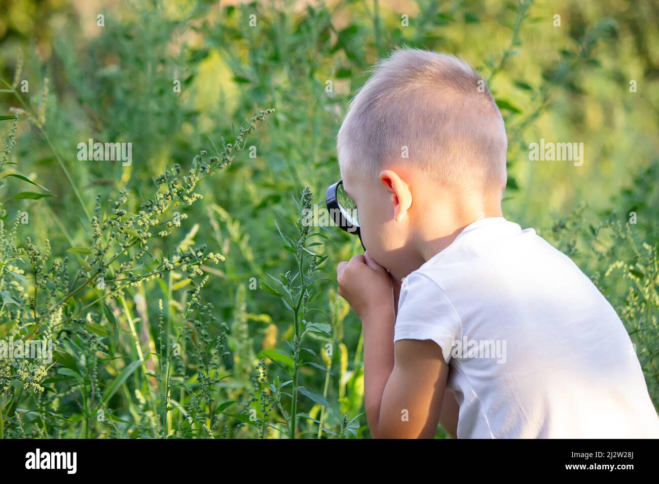 The child looks at the insects in the bowl through a magnifying glass. Nature. selective focus Stock Photo