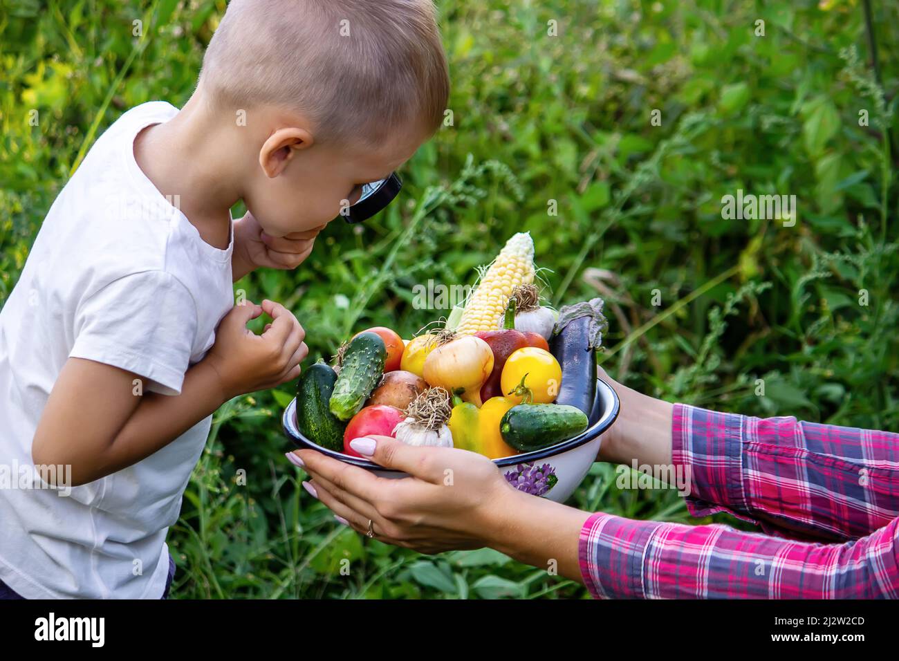 A child looks at fresh vegetables in a bowl through a magnifying glass. Nature. selective focus Stock Photo