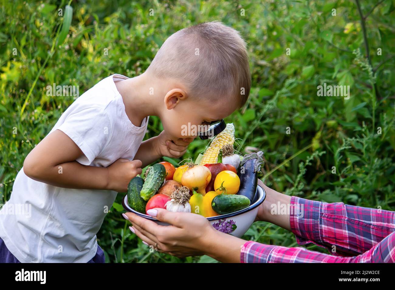 A child looks at fresh vegetables in a bowl through a magnifying glass. Nature. selective focus Stock Photo