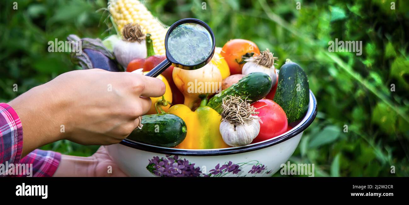 A child looks at fresh vegetables in a bowl through a magnifying glass. Nature. selective focus Stock Photo