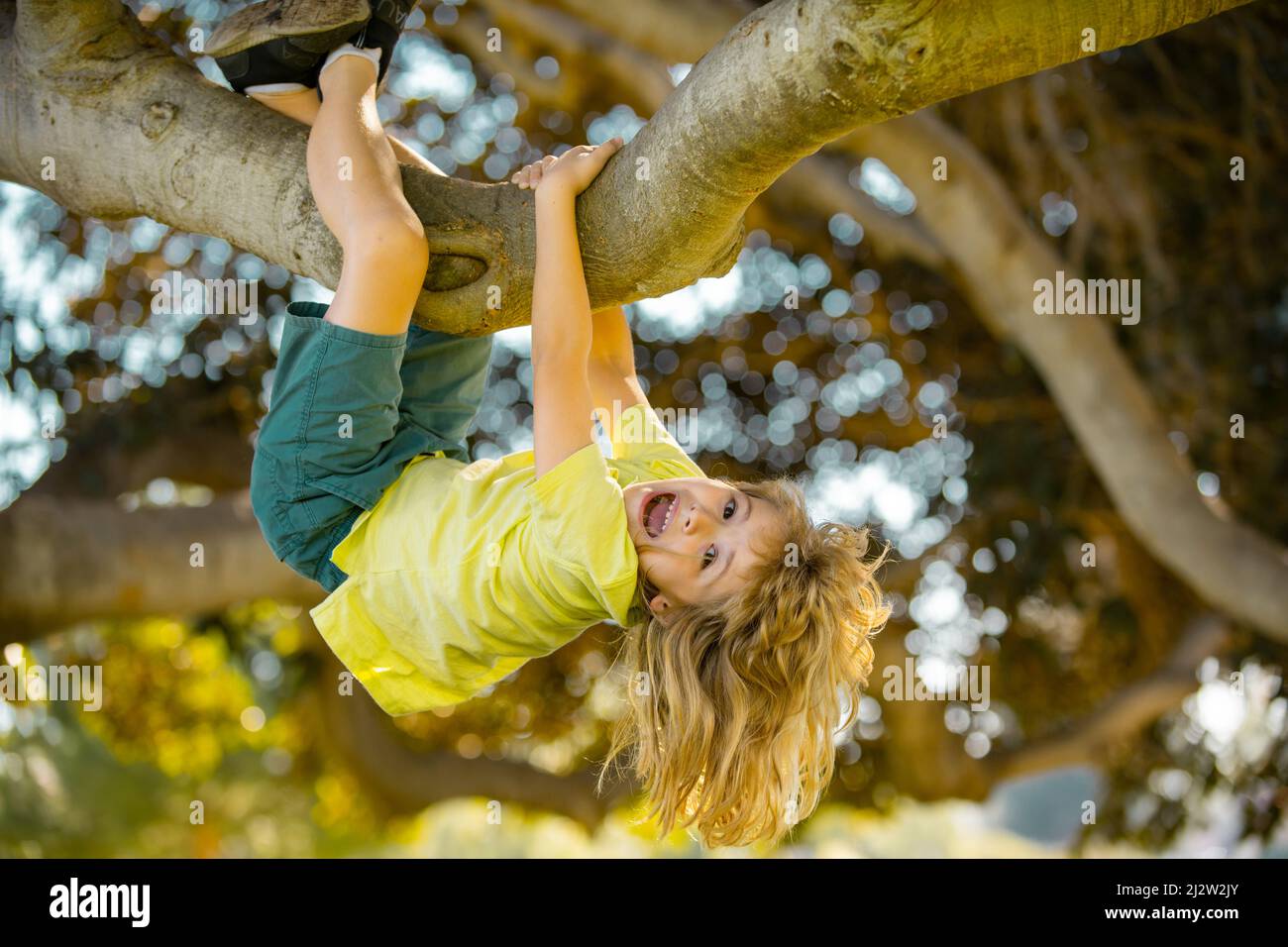 Cute little kid boy enjoying climbing on tree on summer day. Kids climbing trees, hanging upside down on a tree in a park. Children love nature on Stock Photo