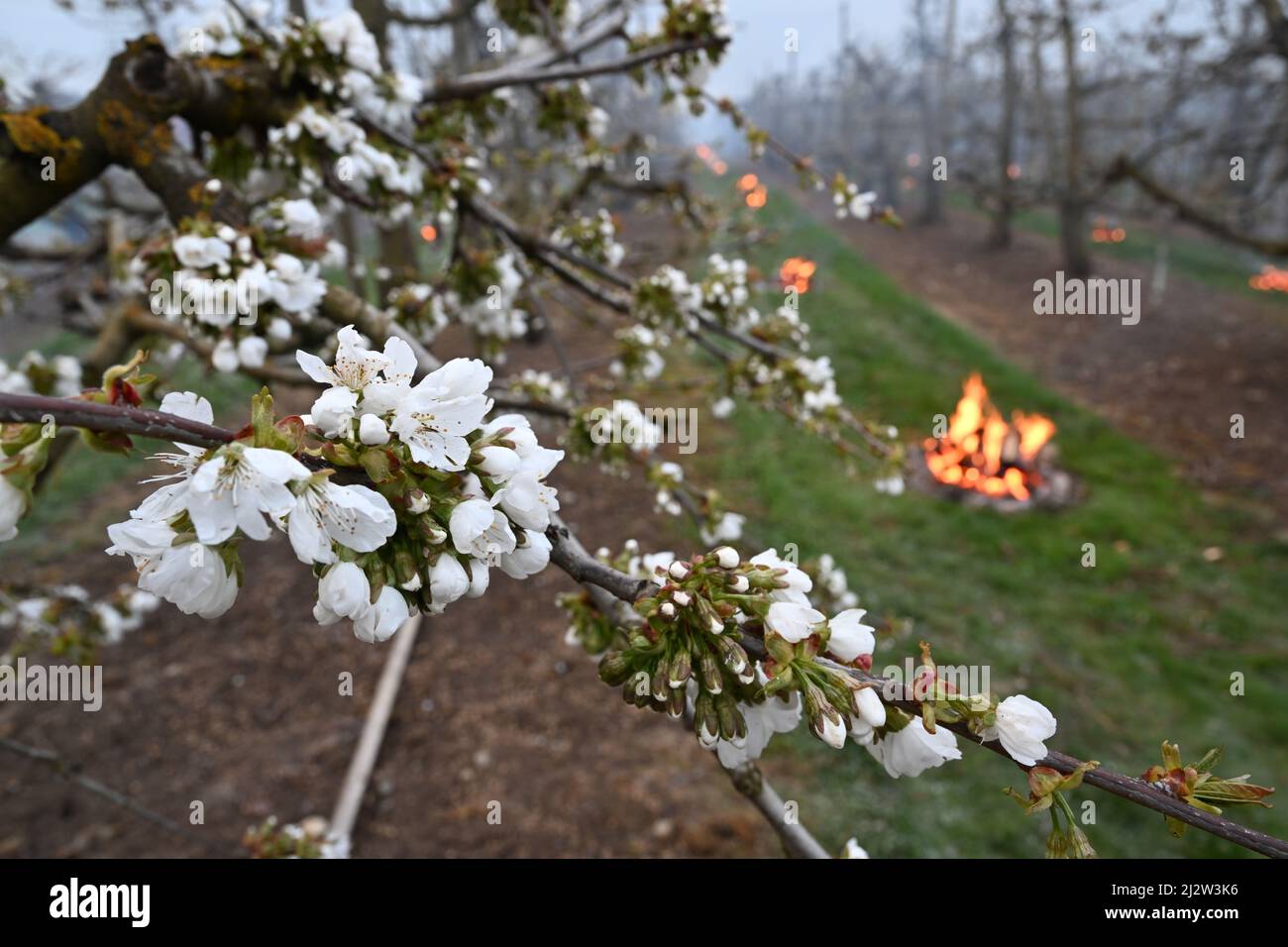 Liebenau, Germany. 04th Apr, 2022. Dozens of fires burn in an orchard