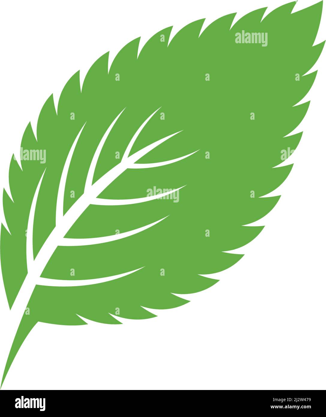Mint leaf logo illustration vector Stock Vector Image & Art - Alamy