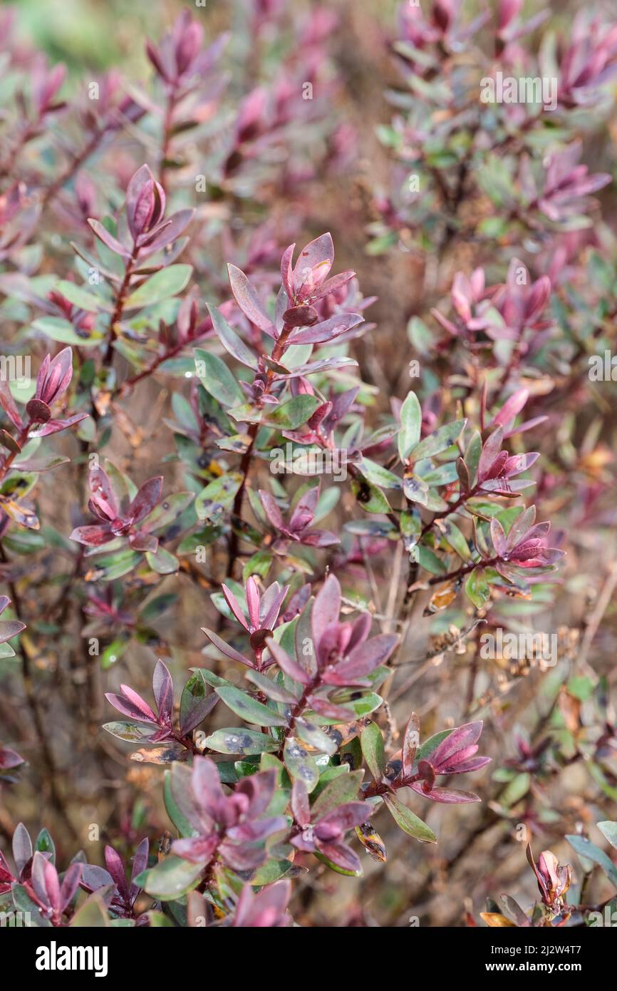 Hebe 'Caledonia', shrubby veronica, Hebe 'Knightshayes', Hebe 'Caledonia', Hebe 'E.B. Anderson'. Pink tinged leaves in early spring Stock Photo