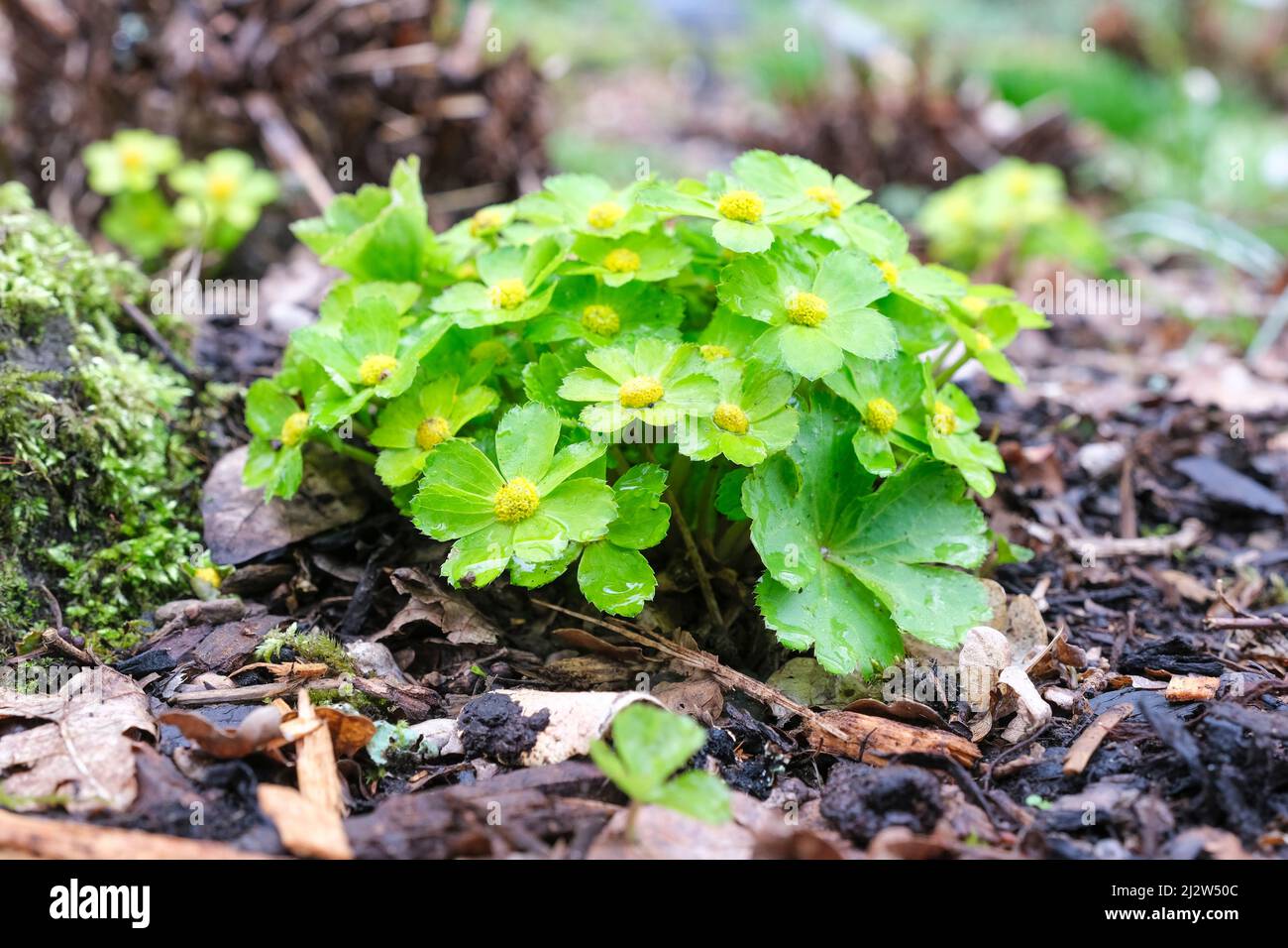 Hacquetia epipactis, broad-leaved sanicle, Perennial, compact clump of glossy leaves, tiny yellow flowers within rosettes of toothed, oblong, yellow-g Stock Photo