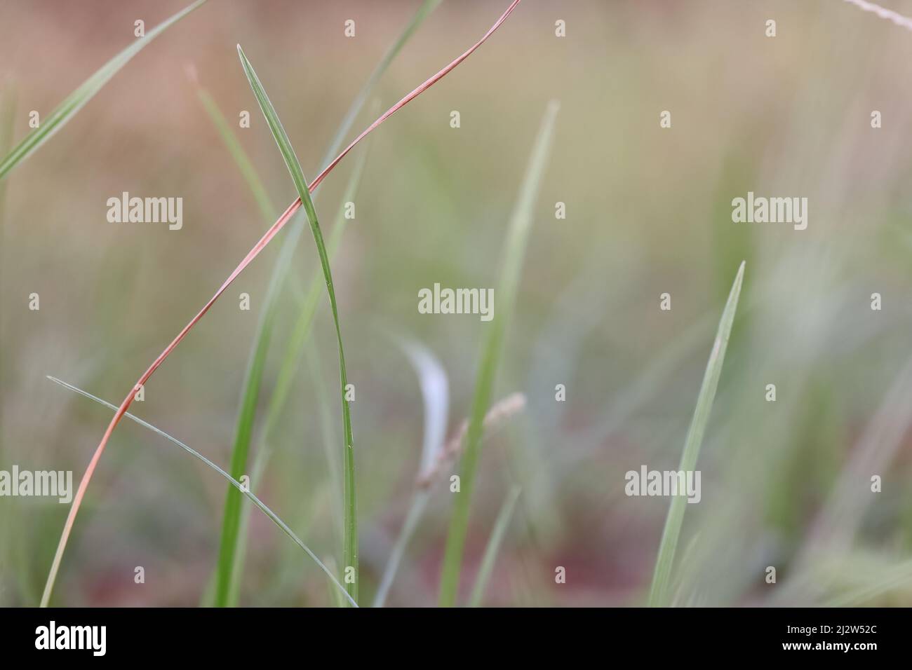 Close-up photo of green leaf grass background with selective focus background Stock Photo