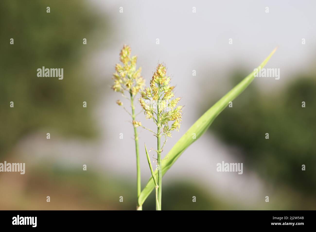 Close-up photo of millet plant growing in the field and millet crop full of seeds Stock Photo