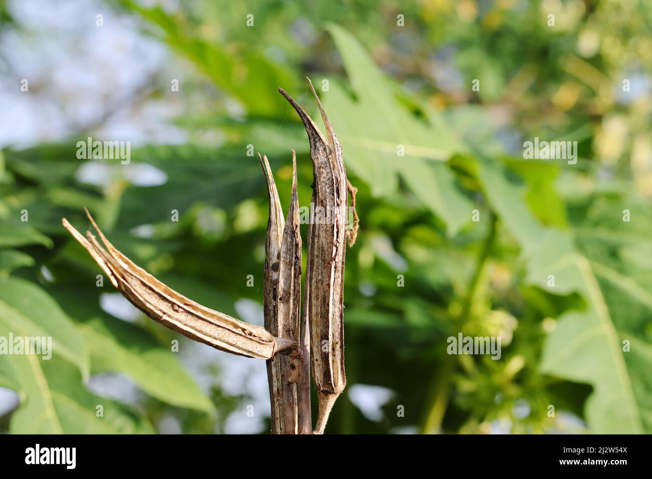 Close-up photo of dried okra fruit or vegetable in field Stock Photo