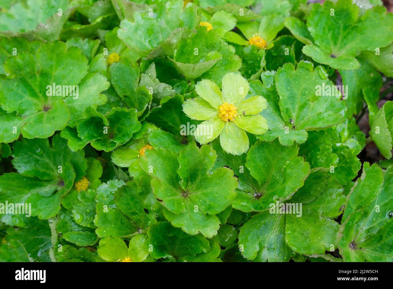 Hacquetia epipactis, broad-leaved sanicle, Perennial, compact clump of glossy leaves, tiny yellow flowers within rosettes of toothed, oblong, yellow-g Stock Photo