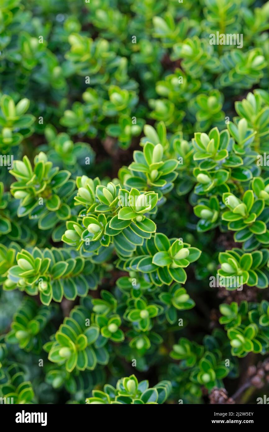 Hebe vernicosa, varnished hebe. Small evergreen shrub with oval, glossy dark green leaves with thin yellow margins Stock Photo