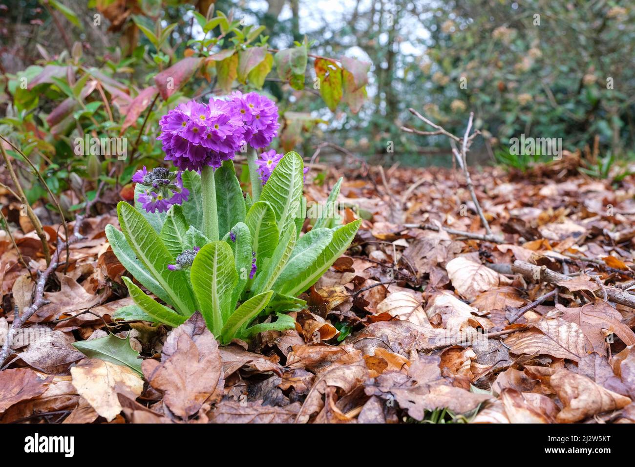 Primula denticulata, drumstick primula, tooth-leaved primrose. Eye level view of plant in flower amidst leaves from the previous Autumn. Stock Photo