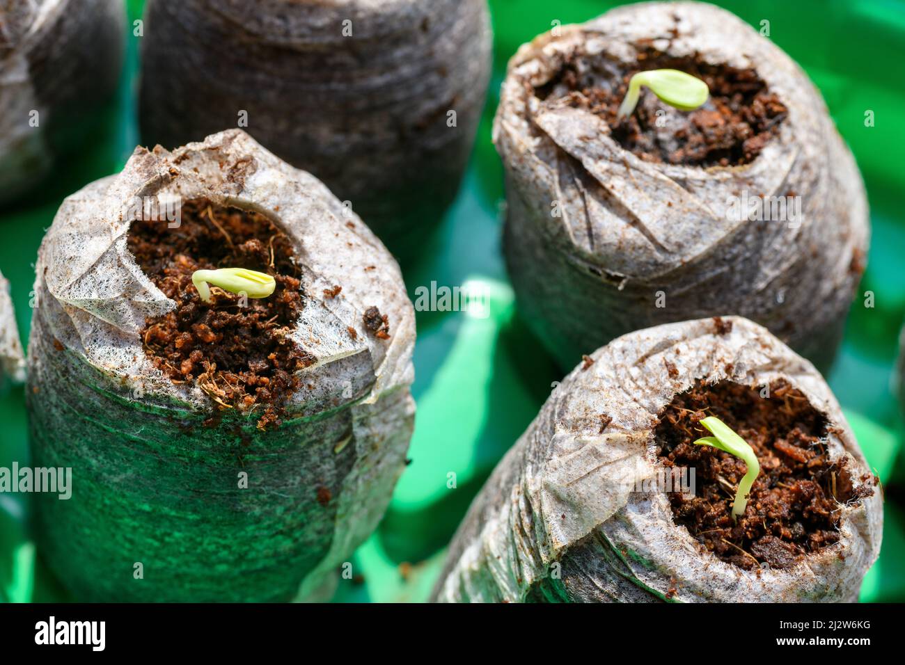 Zinnia seedlings growing in jiffy peat pellets. Biodegradable flower pots. Zinnia seedlings. Stock Photo