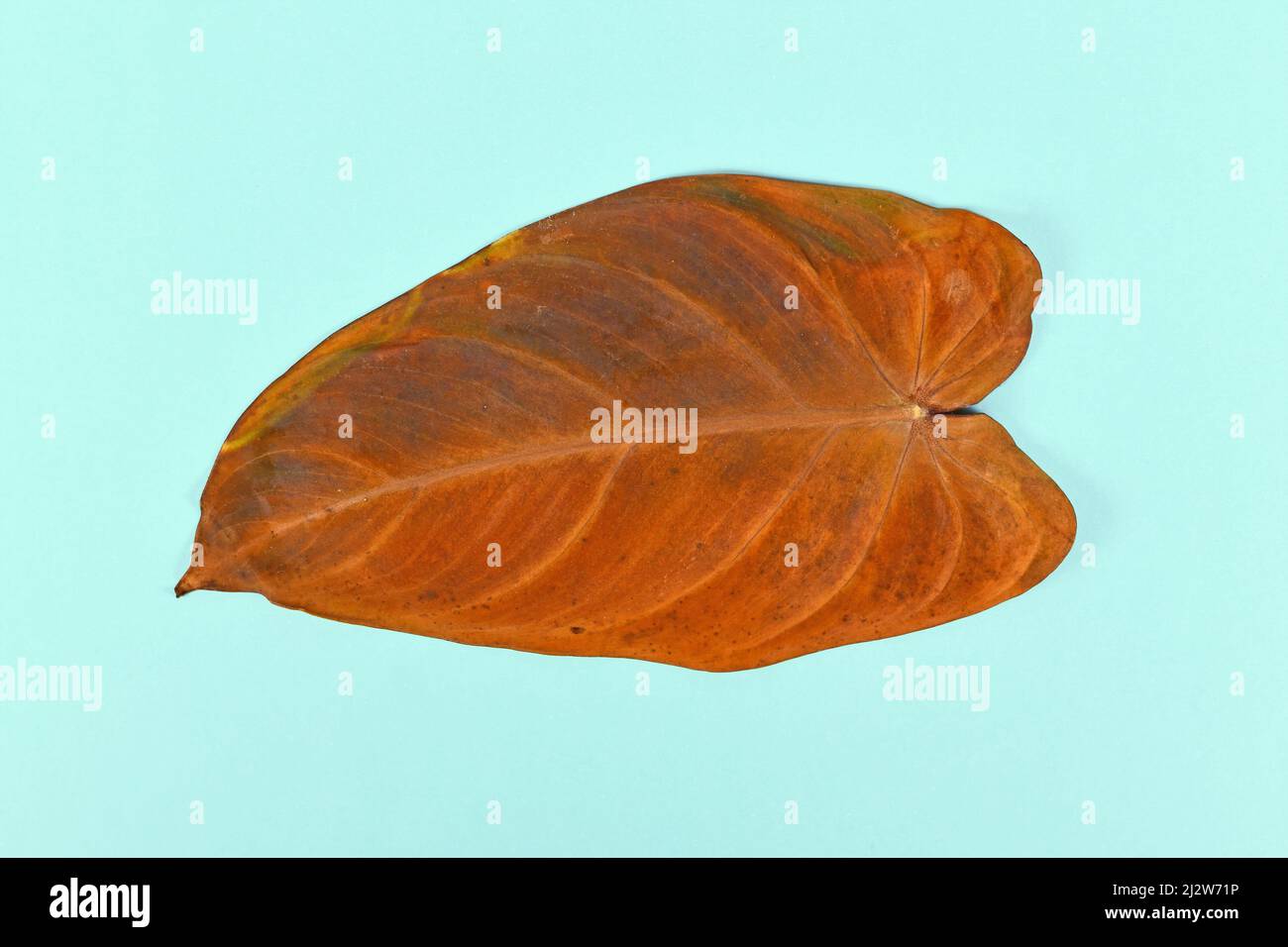 Withered yellow leaf of neglected dying 'Philodendron Melanochrysum' houseplant Stock Photo