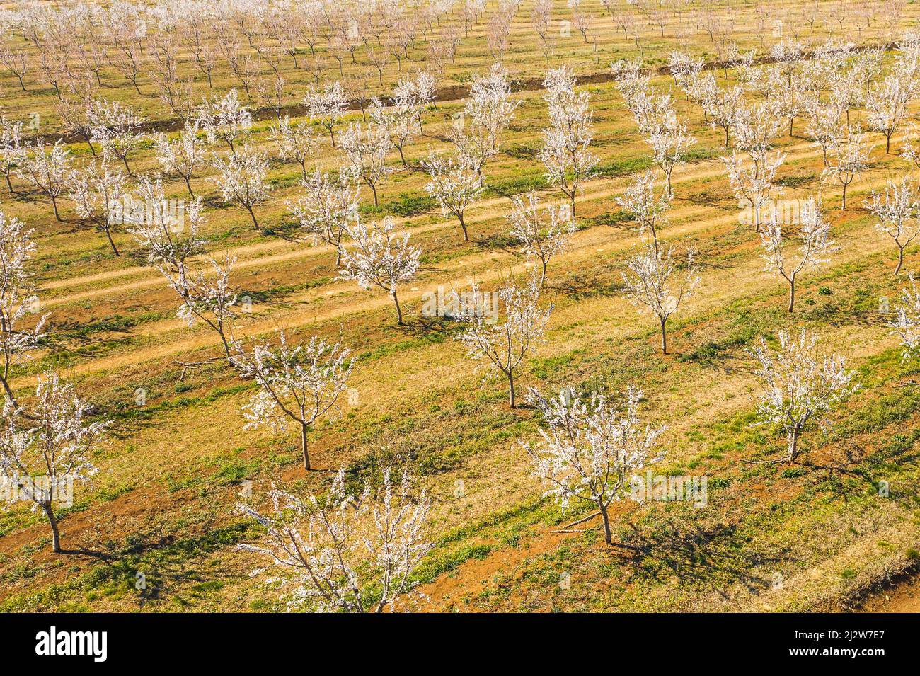 Long alley of almond trees blossom on an almonds plantation, view from drone Stock Photo