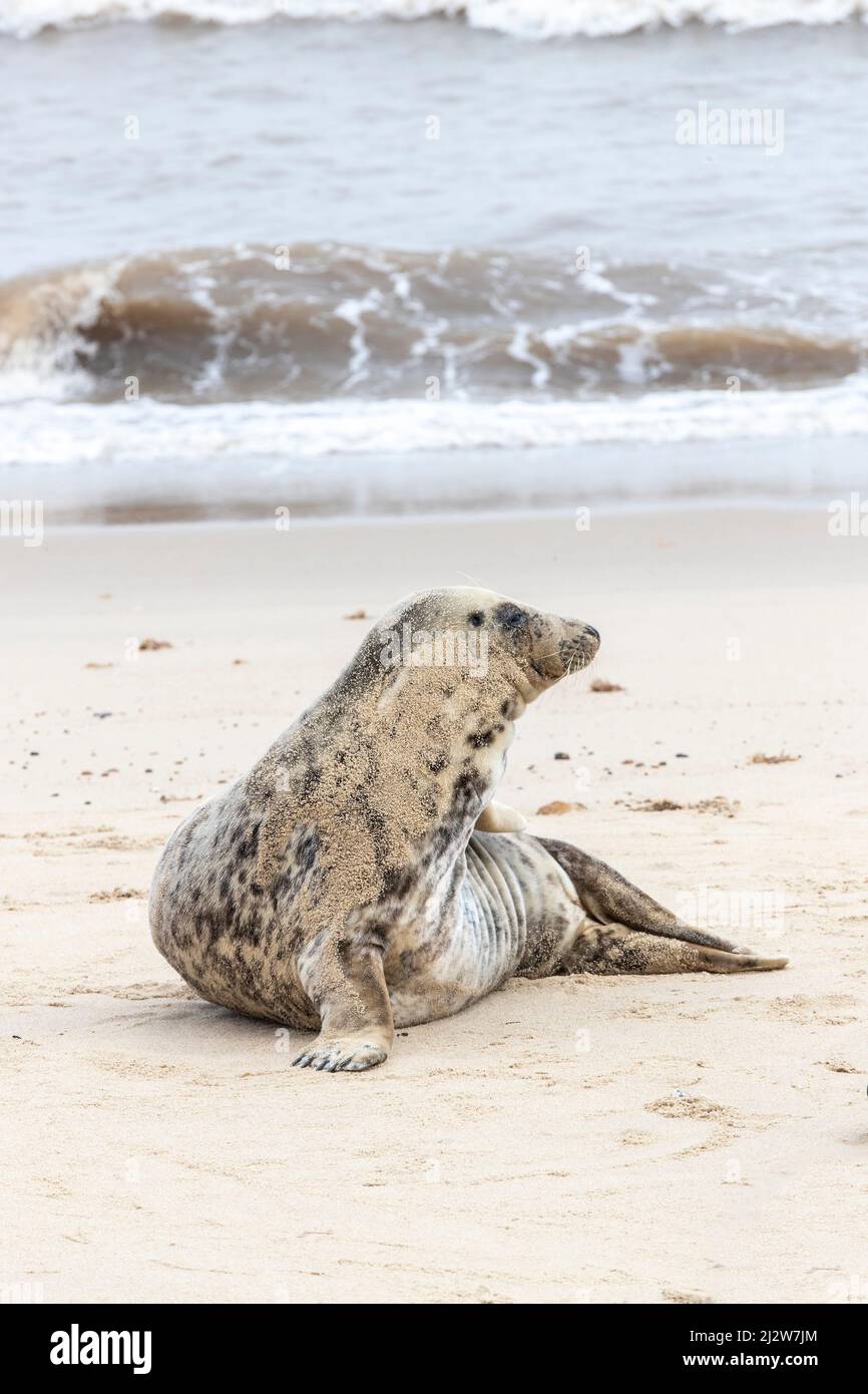 Horsey gap, Norflolk. UK. Grey Atlantic Seals beached during there moult in March 2022 with adults and calfs along the shore line. Credit: Keith J Smi Stock Photo