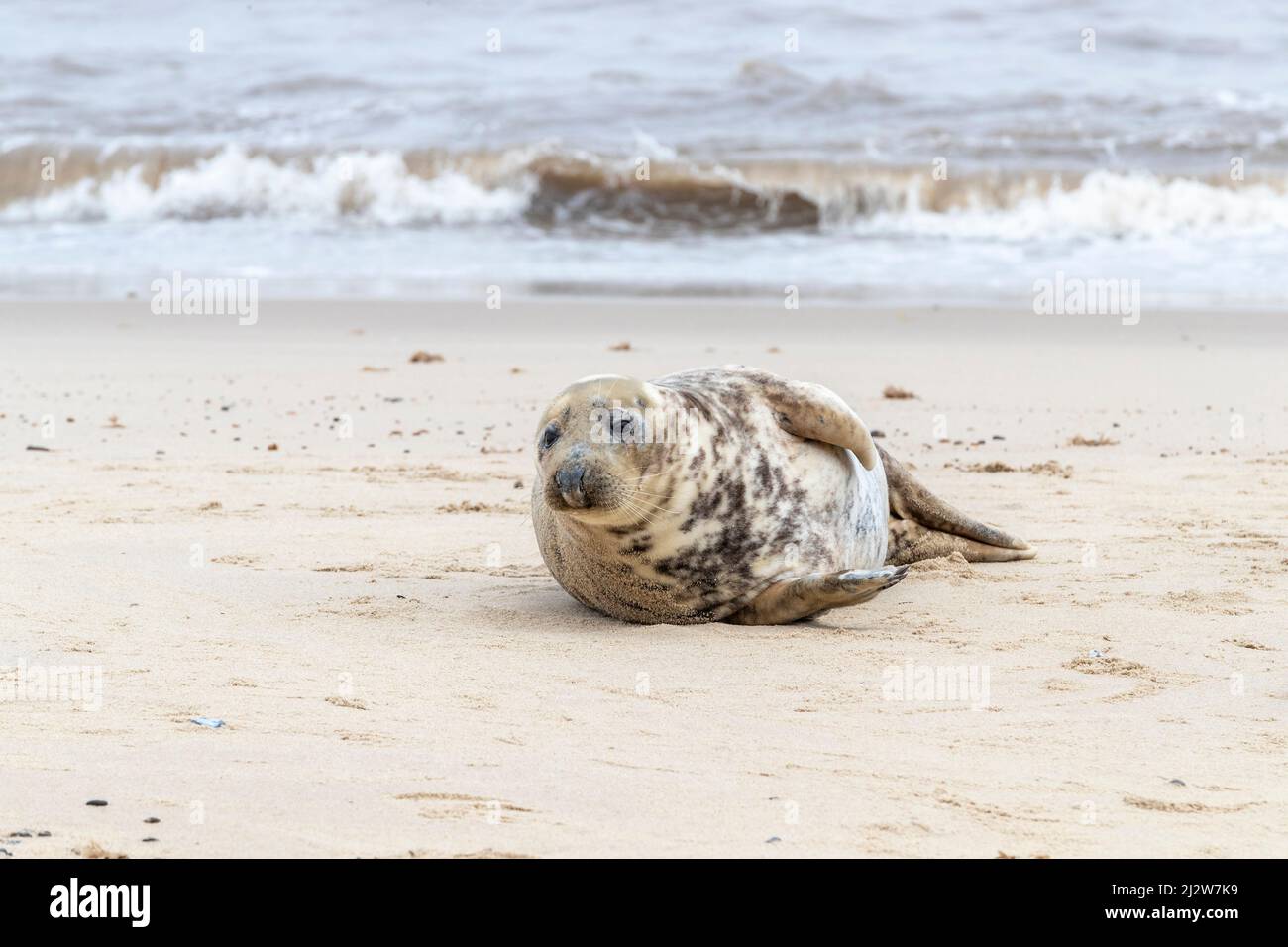 Horsey gap, Norflolk. UK. Grey Atlantic Seals beached during there moult in March 2022 with adults and calfs along the shore line. Credit: Keith J Smi Stock Photo