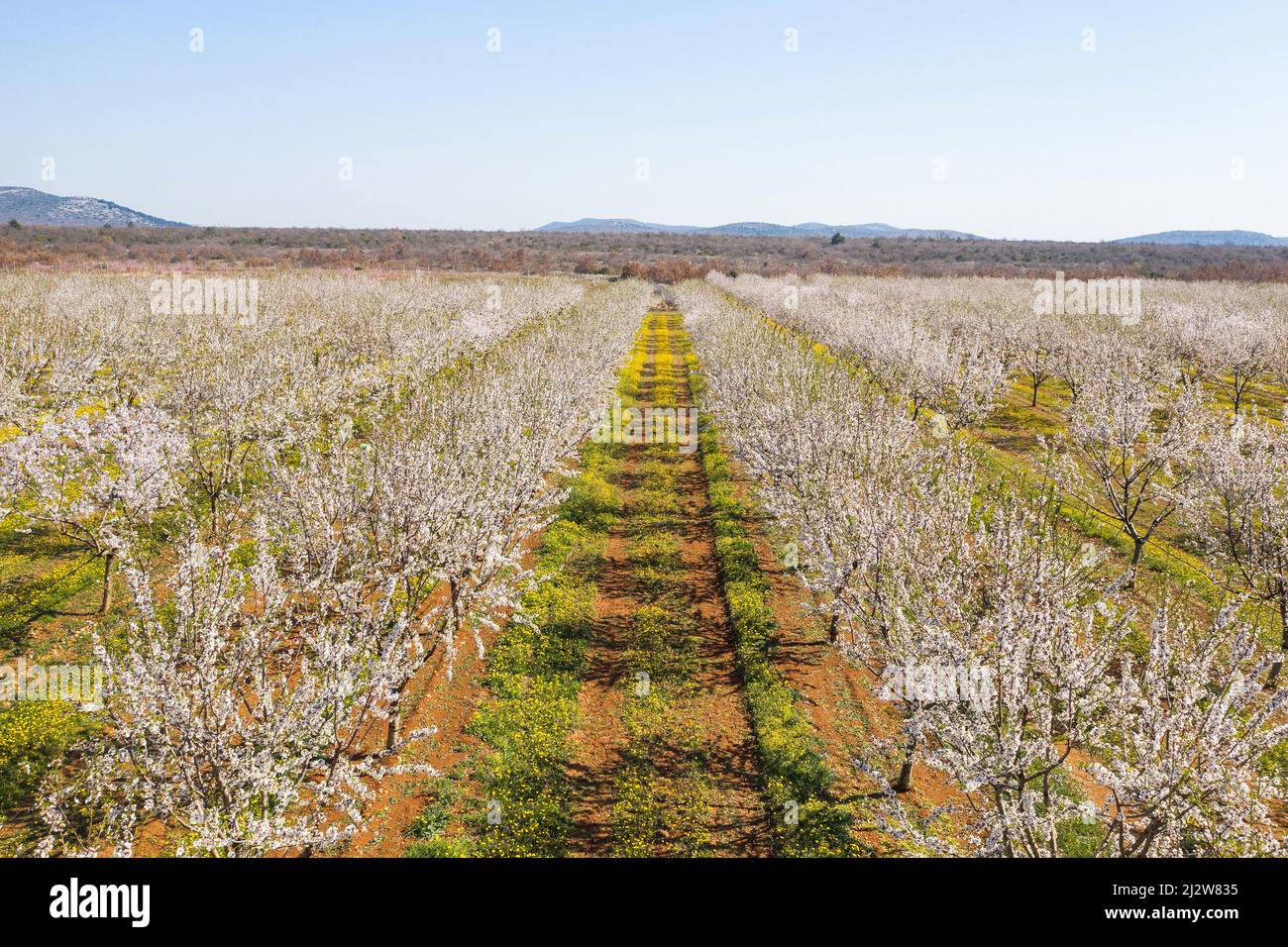 Long alley of almond trees blossom on an almonds plantation, view from drone Stock Photo