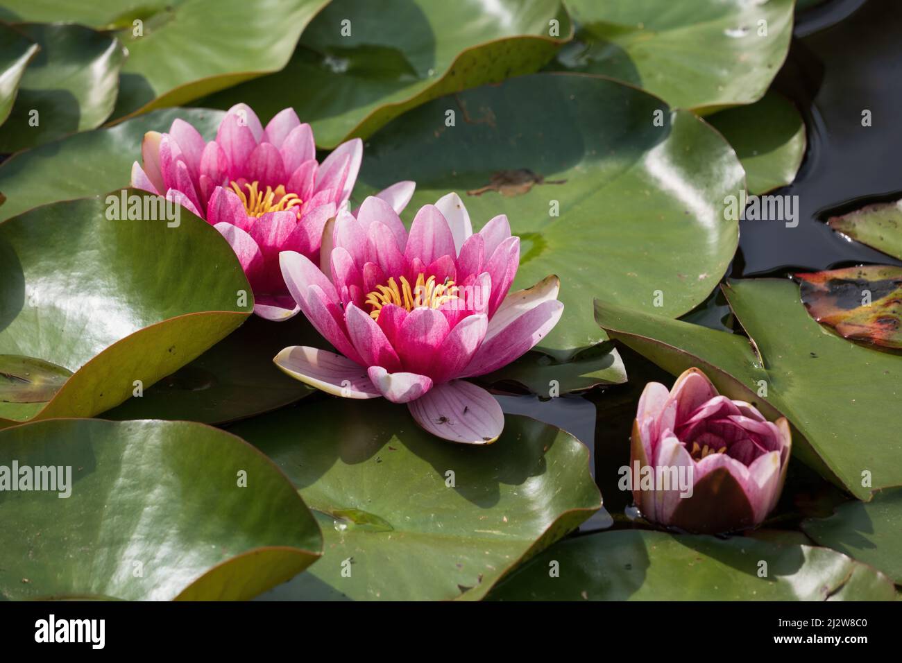 Water lily 'James Brydon' in bloom, deep pink flowering plants in the family Nymphaeaceae. Stock Photo