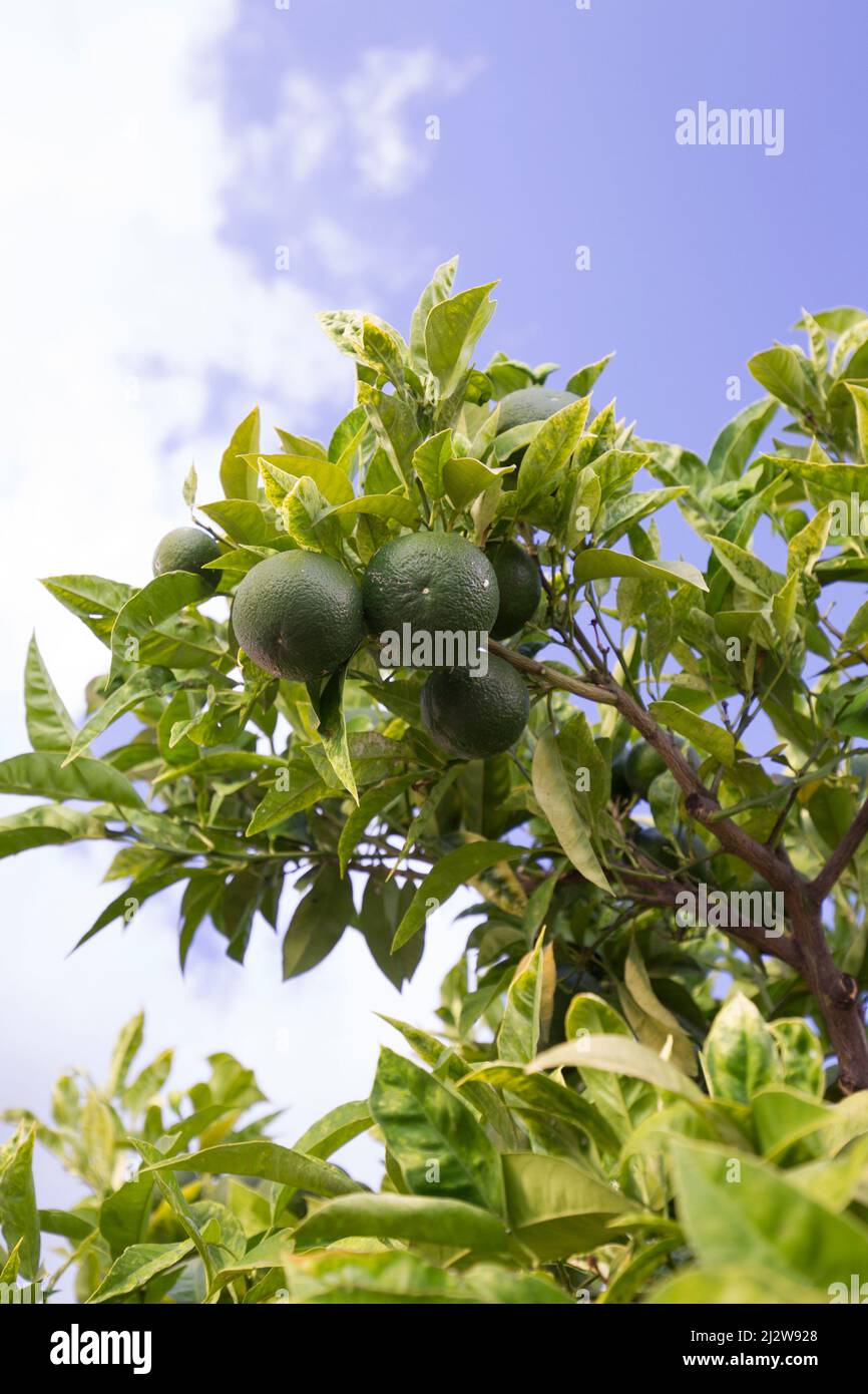 Gruene Zitronen Stock Photo