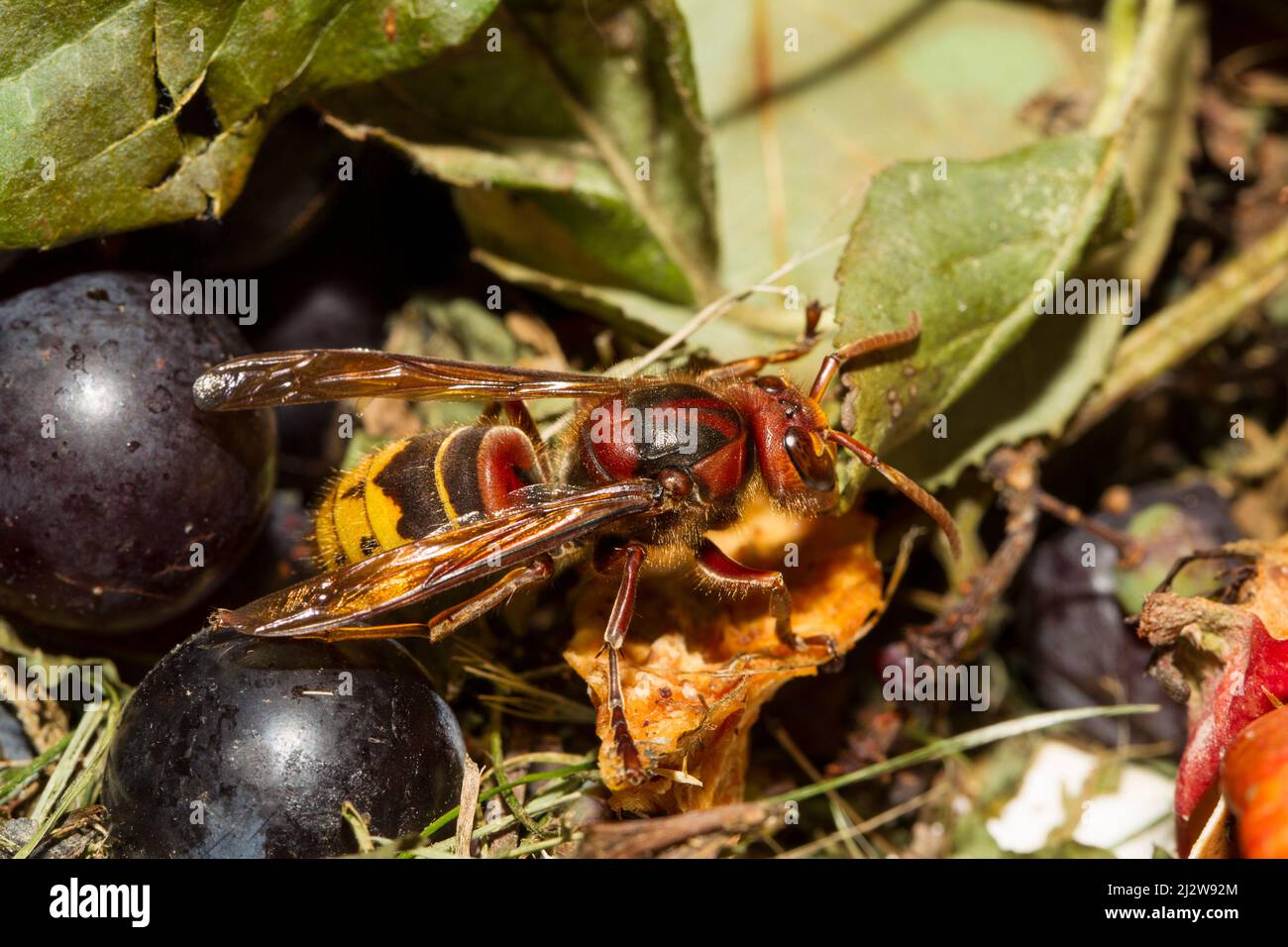 Hornisse, European hornet, Vespa crabro Stock Photo