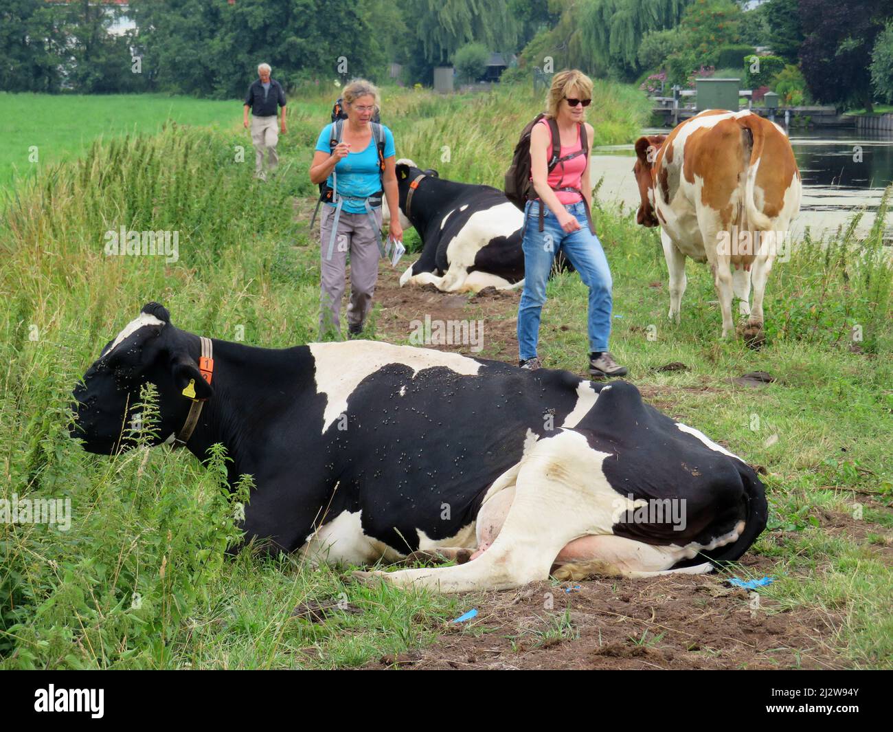 Netherlands, in Zuid-Holland province a walking path through a cow pasture leads to some obstacles, like resting cows. Stock Photo