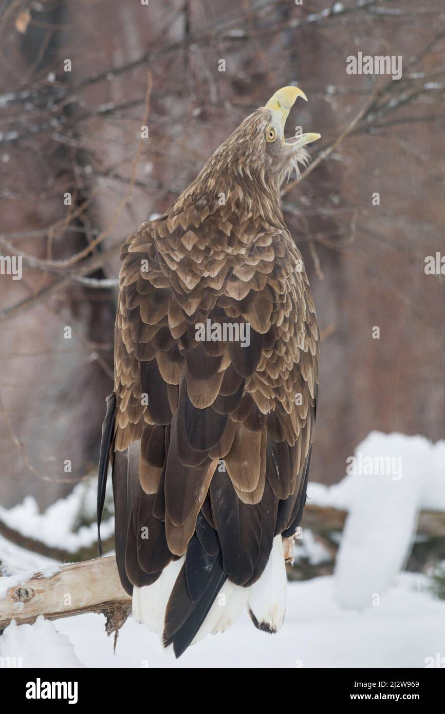 Beautiful white-tailed eagle is sitting on the branch of wood. Gray sea eagle or eurasian sea eagle. Bird of prey. Animals in wildlife. Stock Photo