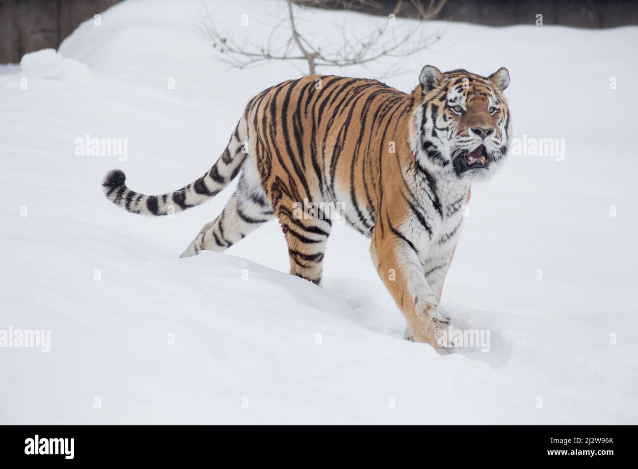 Careful amur tiger is walking on a white snow and looking away. Siberian tiger. Panthera tigris tigris. Animals in wildlife. Stock Photo