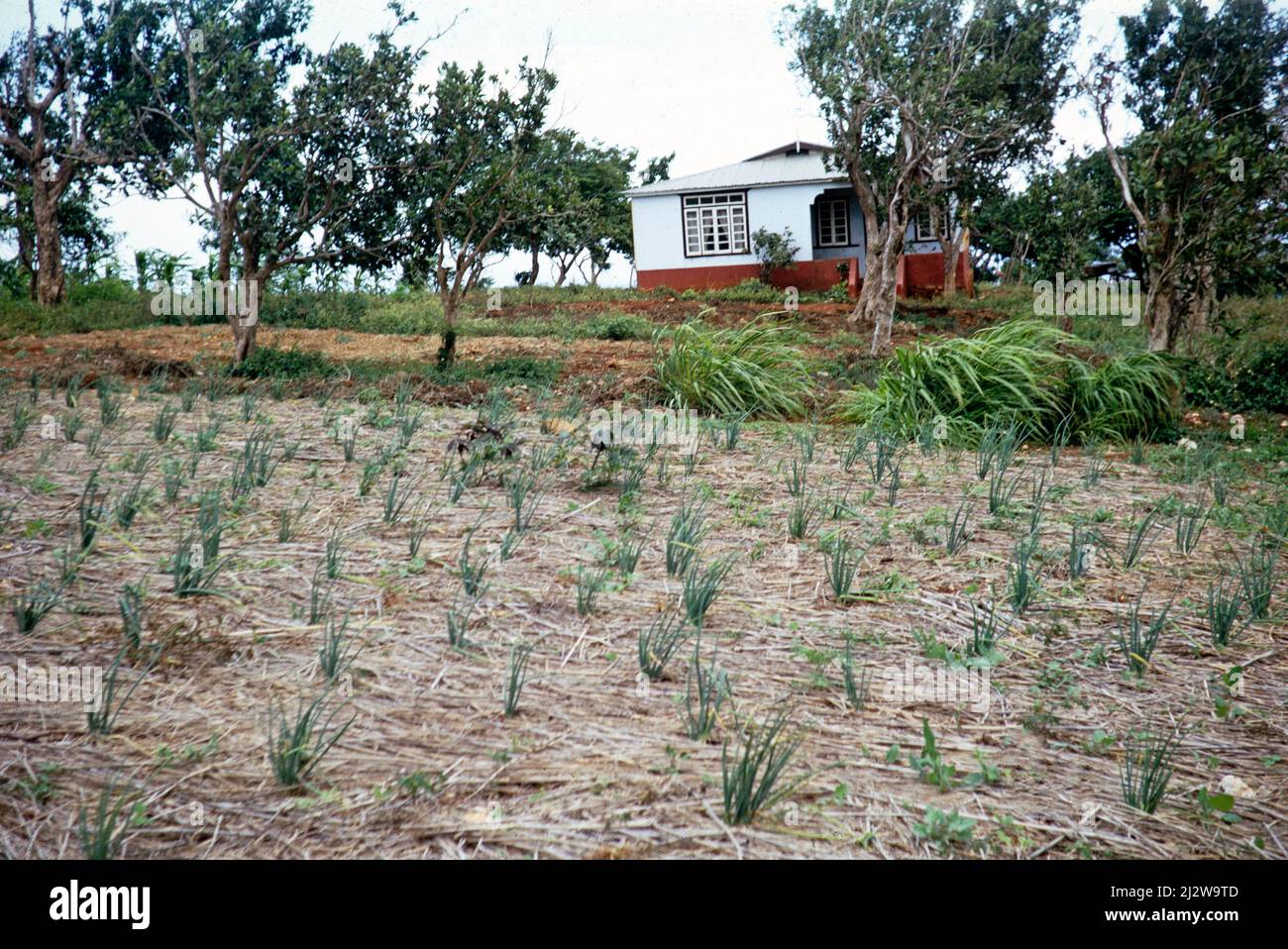 Spring onion crop called Escallion growing in small field outside rural