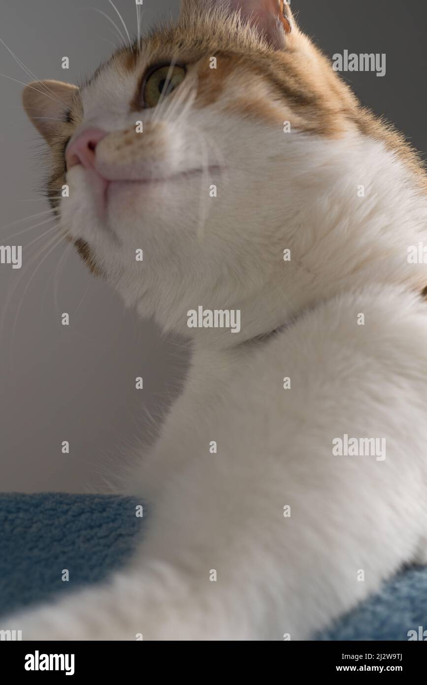 upside down cute cat Stock Photo Alamy