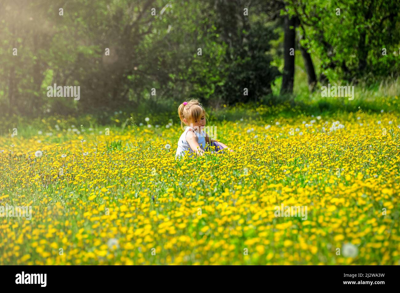 young girl in a field full of yellow dandelions playing and relaxing ...
