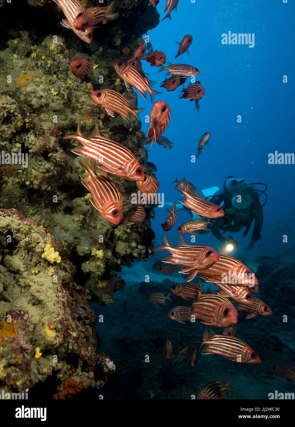 Scuba diver and a Redcoat Squirrelfish, Mediterranean squirrelfish (Sargocentron rubrum), Adrasan, Anatolia, Lycia Region, Turkey, Mediterranean Sea Stock Photo