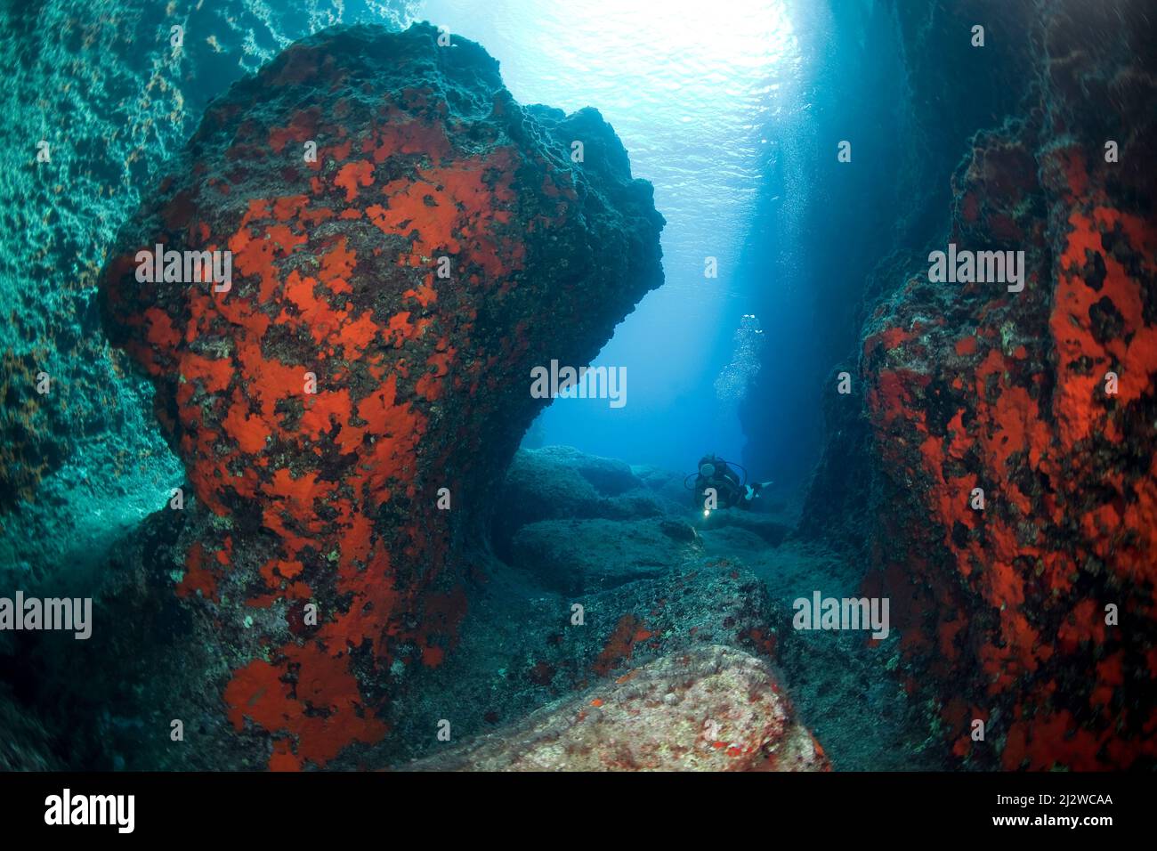 Scuba diver in rock litteral with Encrusting orange sponge (Spirastrella cunctatrix), Adrasan, Lykia, Turkey, Mediteranean sea Stock Photo