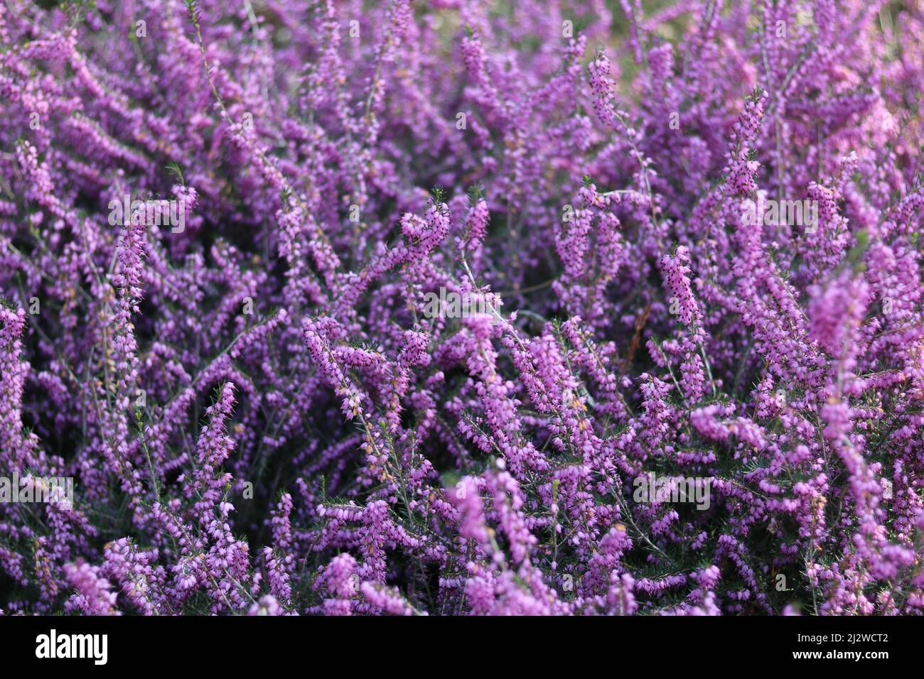 Beautiful pink flower heather frame (calluna vulgaris, erica, ling