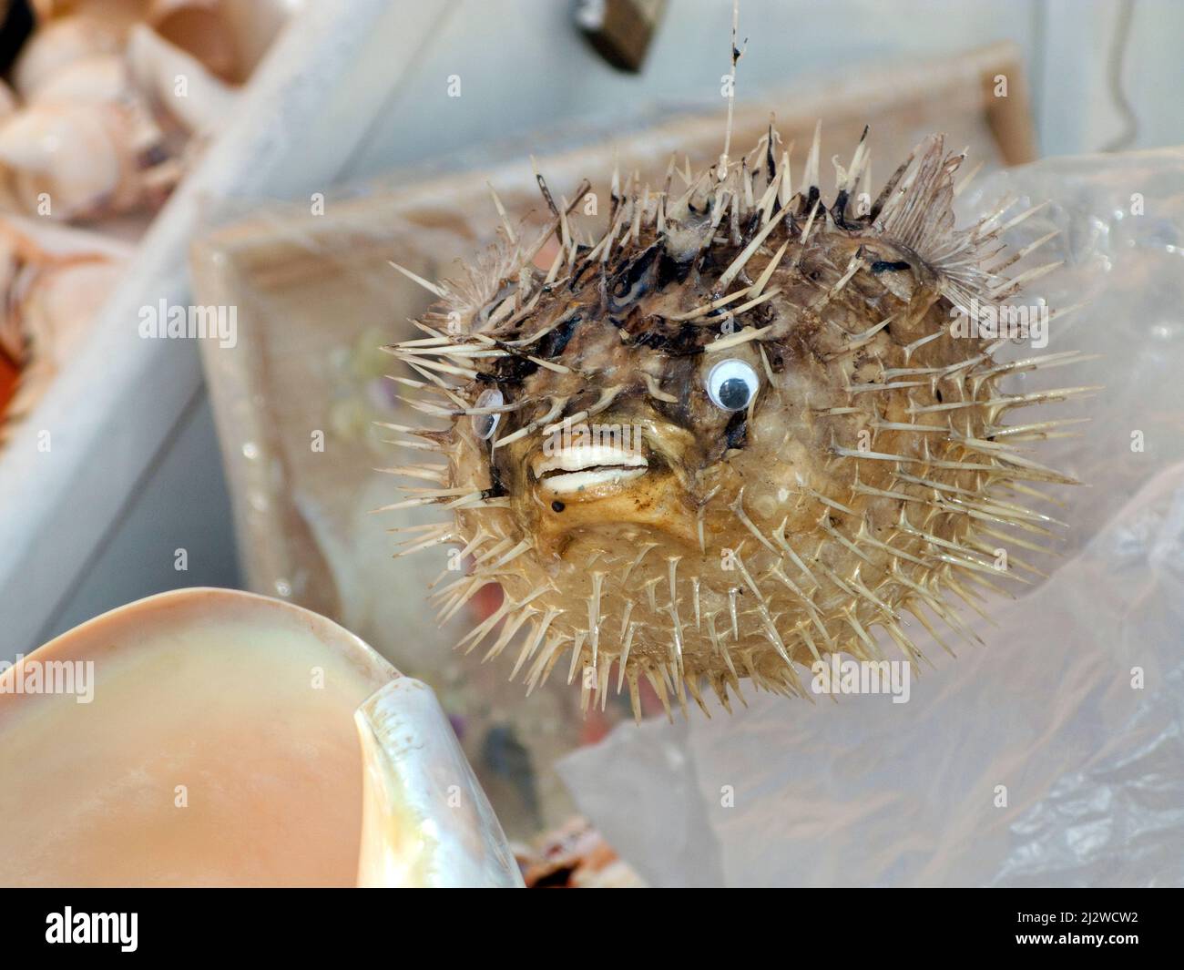 Shop sells dead pumped up porcupinefishesas as souvenirs, Bodrum, Aegaeis, Turkey, Mediteranean sea Stock Photo
