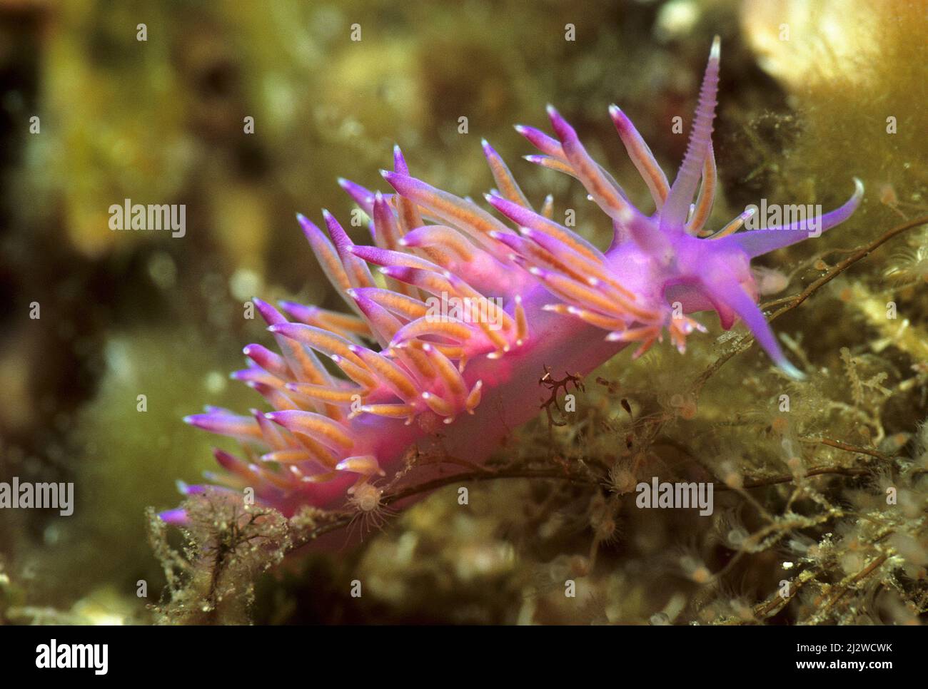 Purple and orange Flabellina (Flabellina ischitana), Gozo island, Malta, Mediterranean sea Stock Photo