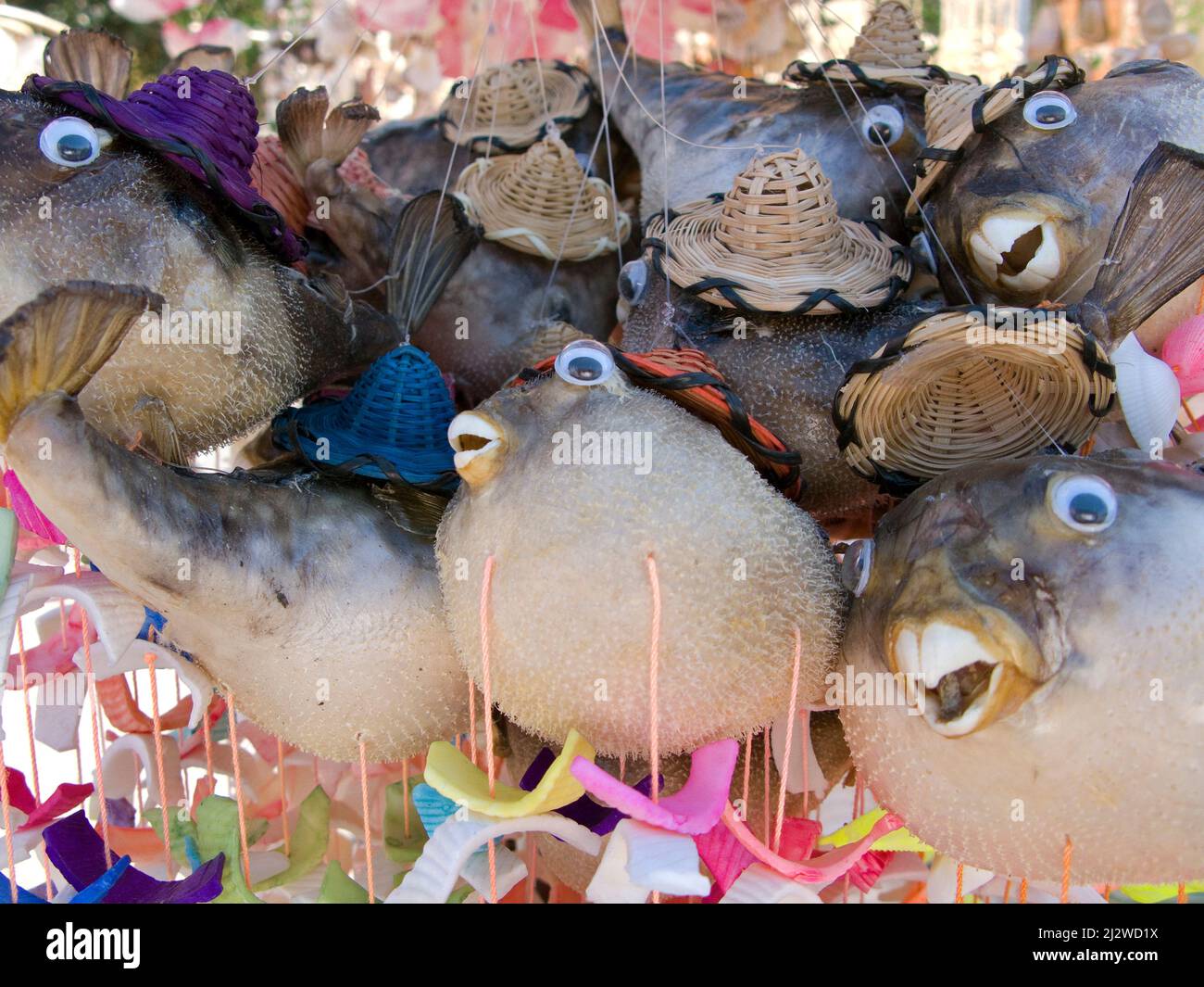 Shop sells dead pumped up porcupinefishesas as souvenirs, Bodrum, Aegaeis, Turkey, Mediteranean sea Stock Photo