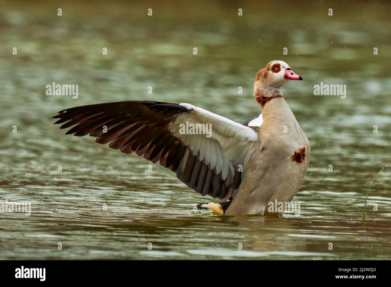 Egyptian goose flapping wings in water. With wet body and splashing drops. Blurred background, copy space. Genus Alopochen aegyptiacus. Slovakia. Stock Photo